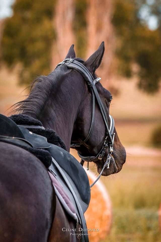 Haras du domaine